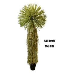 YUKKA THOMSONIANA.540L150CM