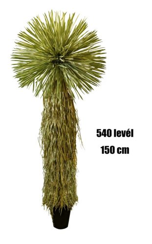YUKKA THOMSONIANA.540L 150CM