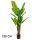 BANANENBAUM GRÜN 3STÄMME 180CM