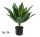 GRÜNE AGAVE 56CM