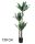 AGAVE 3 STÄMME 150CM