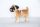 BULLDOG STEHEND           20CM